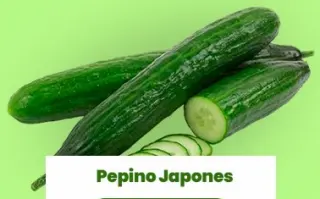 Pepino japonês