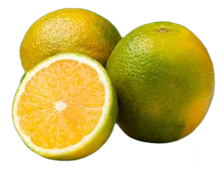 Laranja paulista
