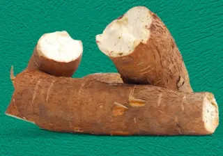 Macaxeira