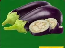 Berinjela