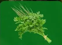 Cheiro-verde